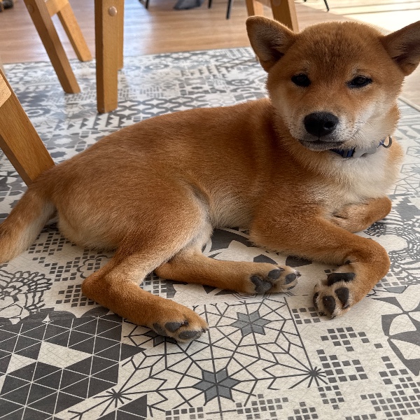 Photo de Akira