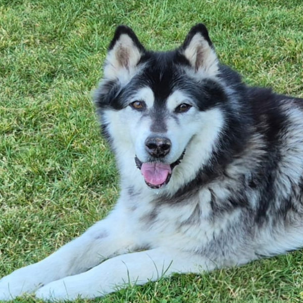 HAIKA