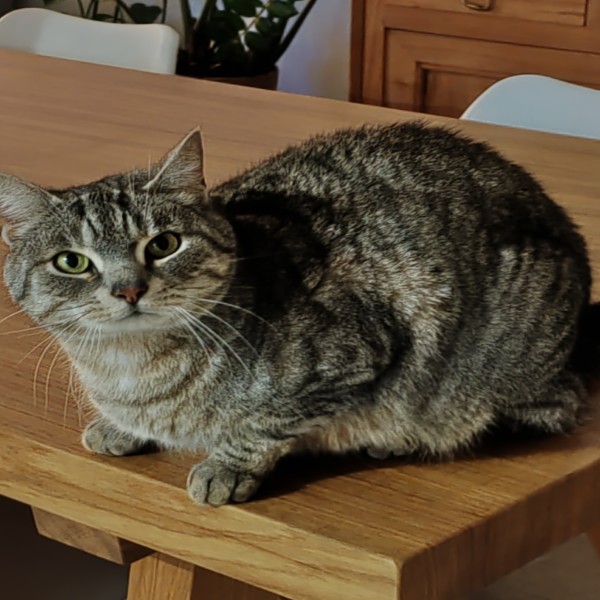 Photo de Pepite