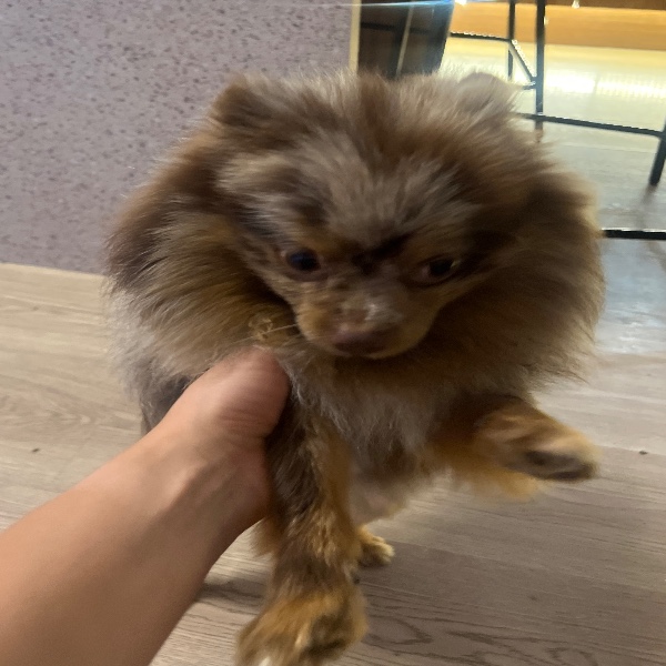 Photo de Moka