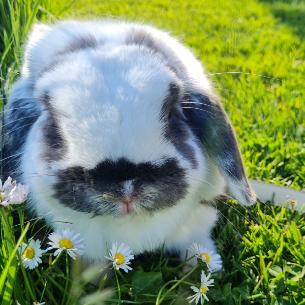Photo de Milo