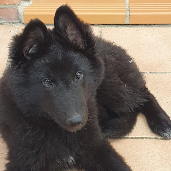 Photo de Aslan