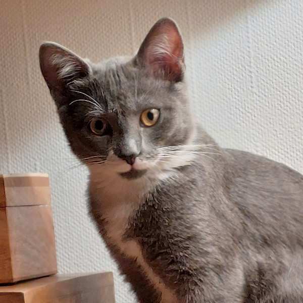 Photo de Bambou