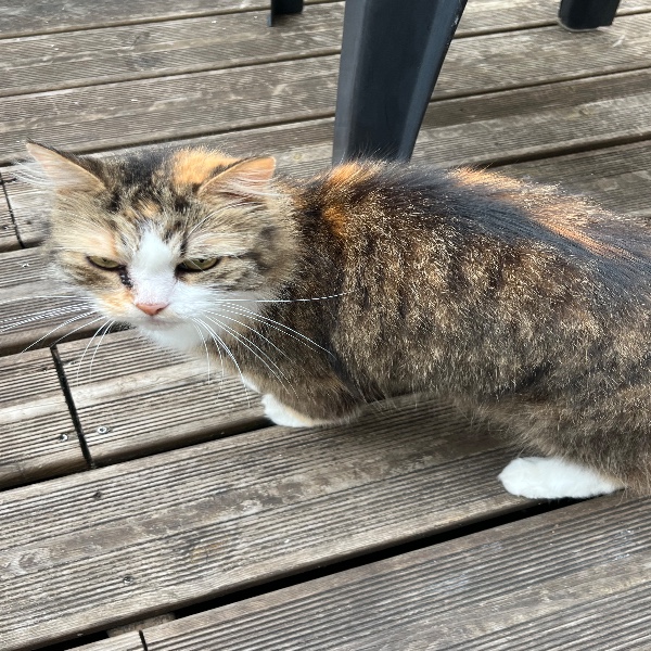 Photo de Minouchette