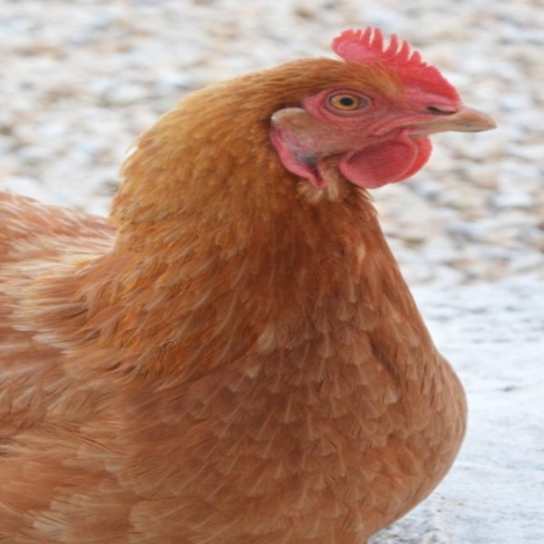 Photo de Poule 1
