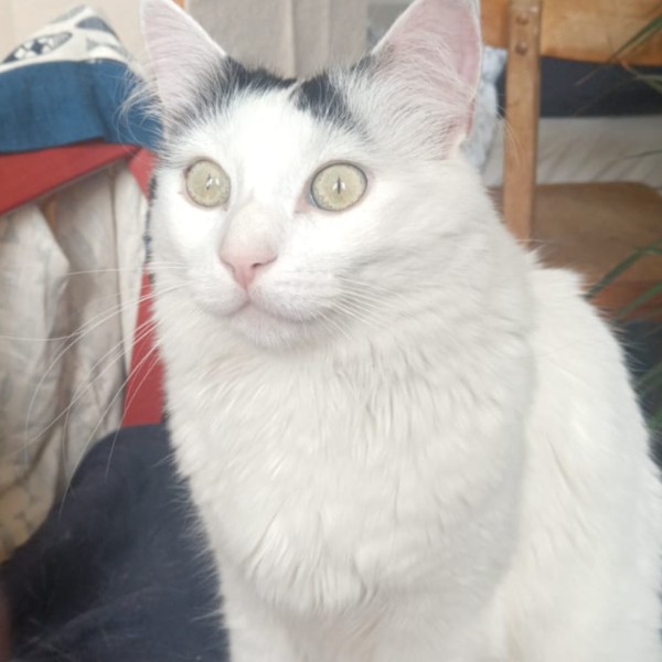 Domino
