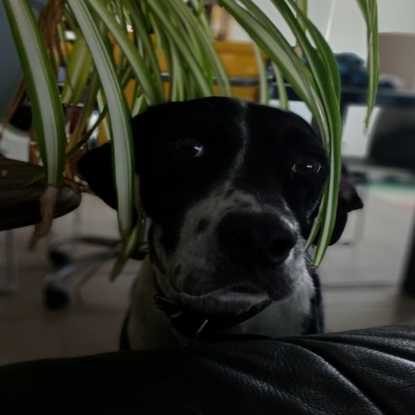 Moby