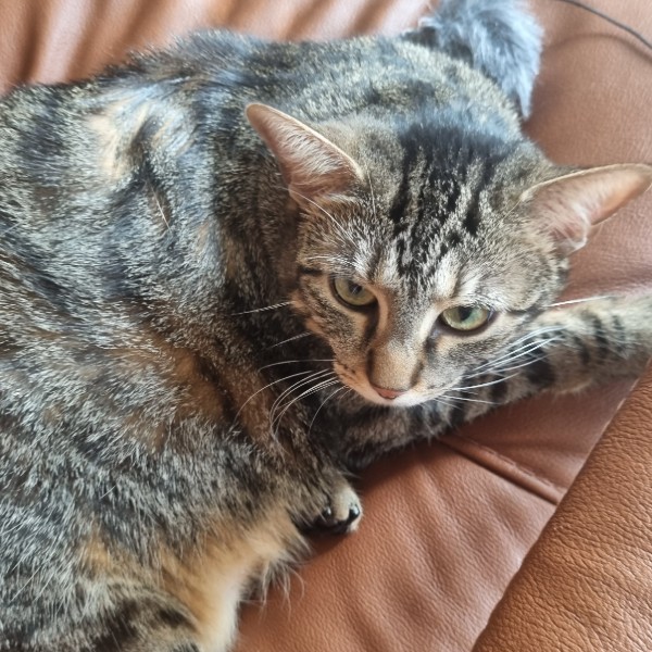 Photo de Cookie