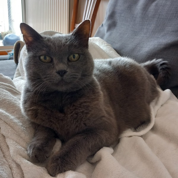 Minette