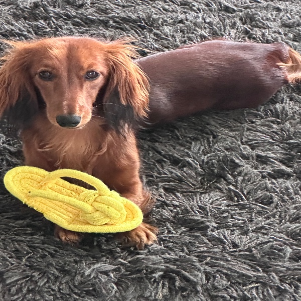 Photo de VENUS