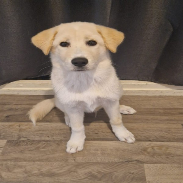 Photo de Marley