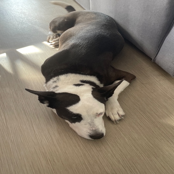 Photo de Nala