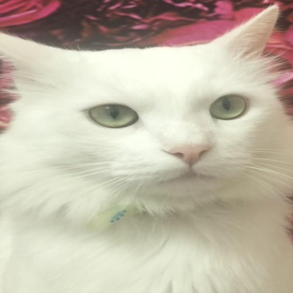 MINOUCHE
