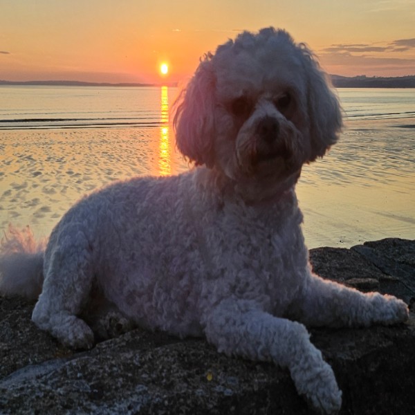 Photo de Reine de lune