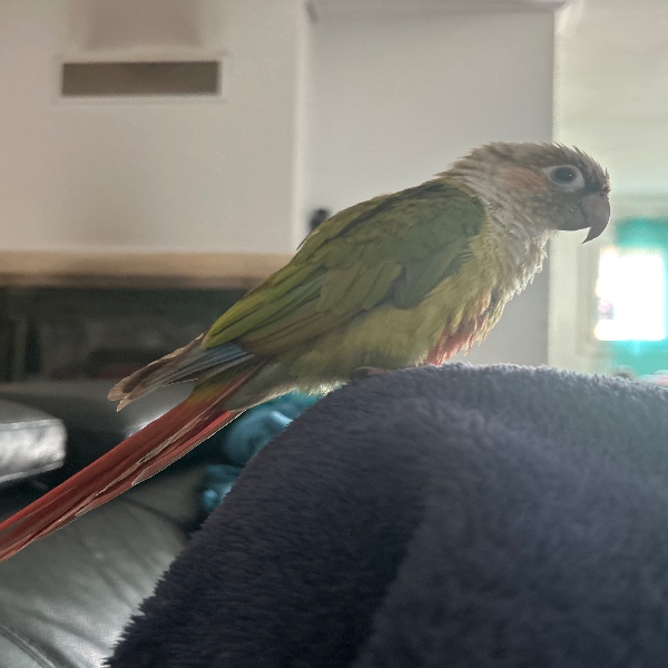 Photo de Kiwi