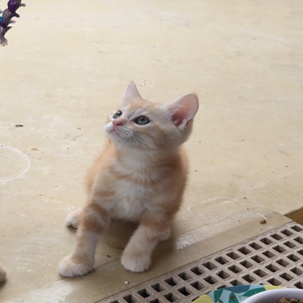 Photo de Minou