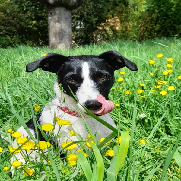 MOUSTIK