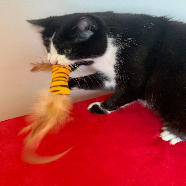 Photo de Mlle Chateigne