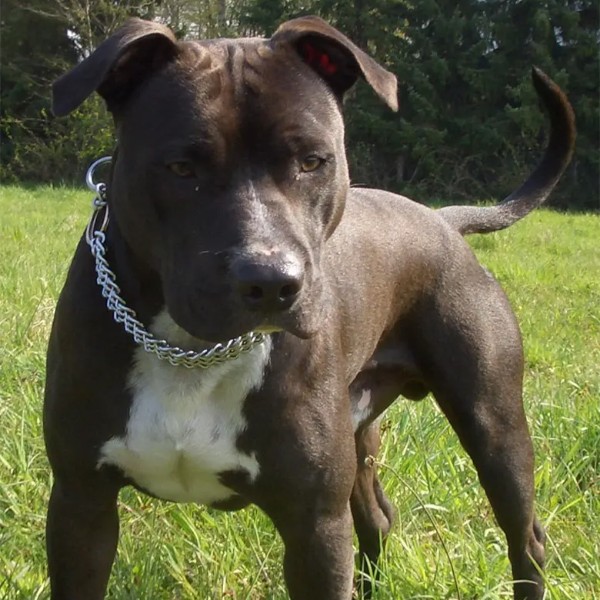 Dolce