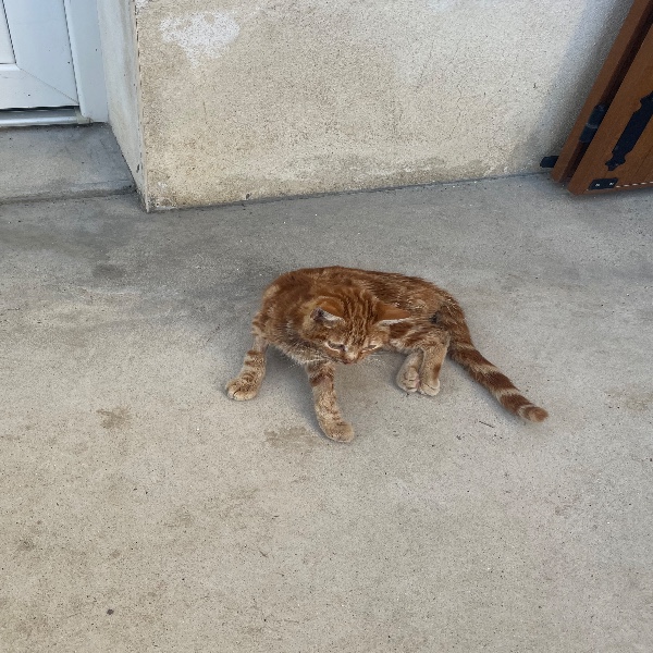 Photo de Simba