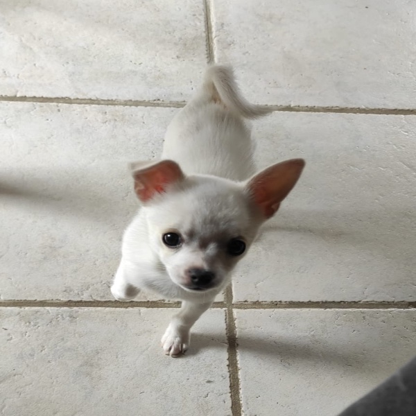 Photo de Nala