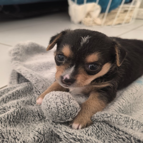 Photo de Thaï