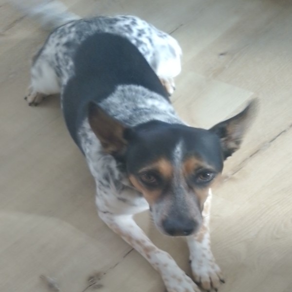 Photo de Zevi