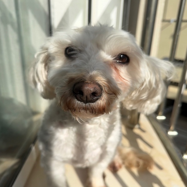 Photo de Bella