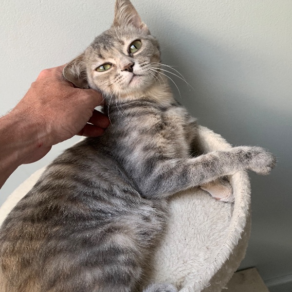 Photo de Zelda