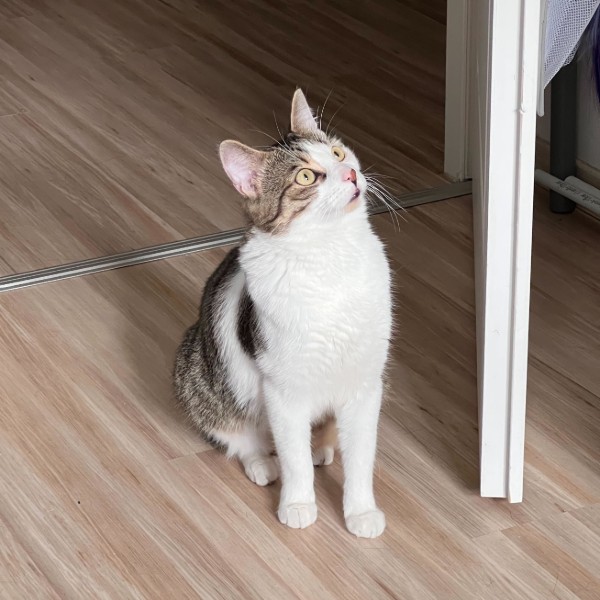 Photo de Tigrou