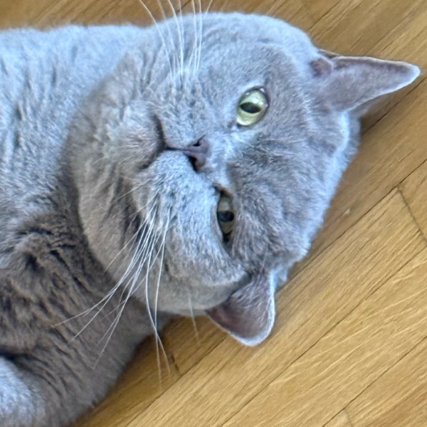 Photo de simba