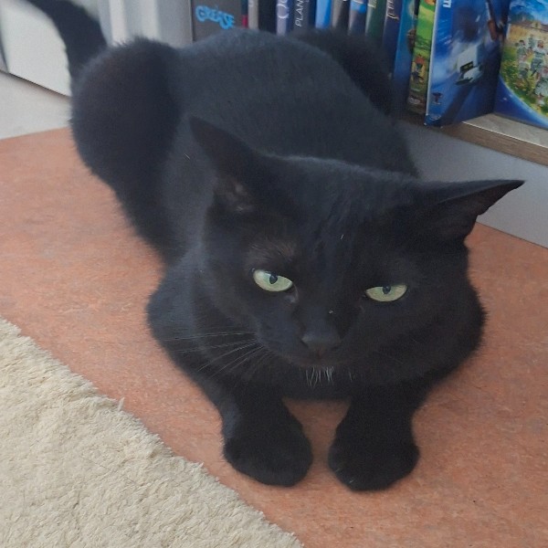 Photo de Milo