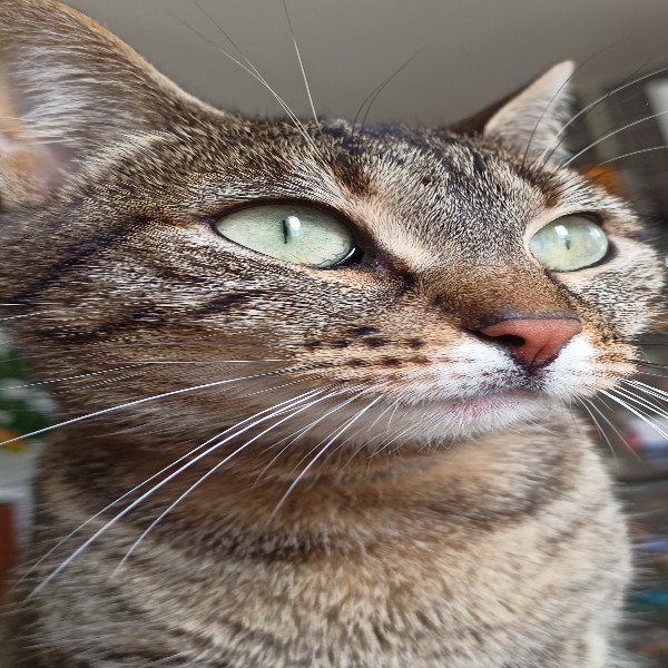 Palinca