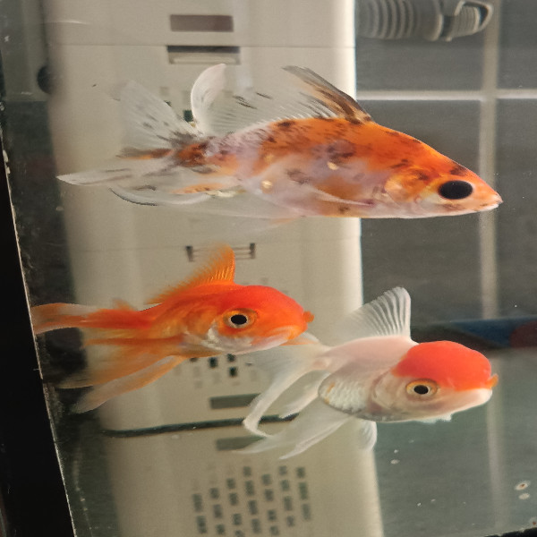Rosa, Simone et Frida