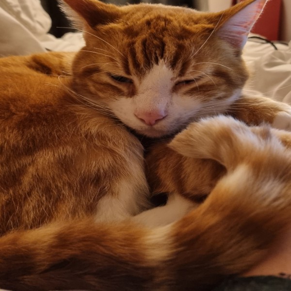 Photo de Ginger