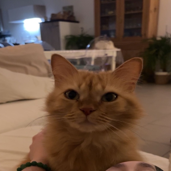 Cœur