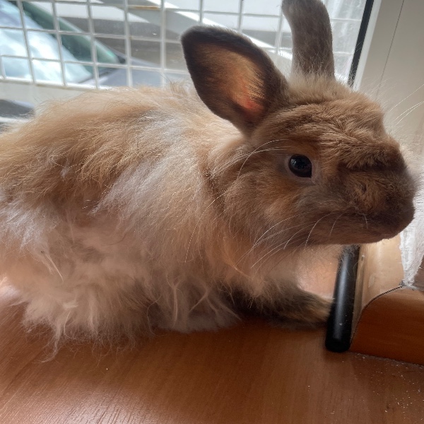 Photo de Chouquette