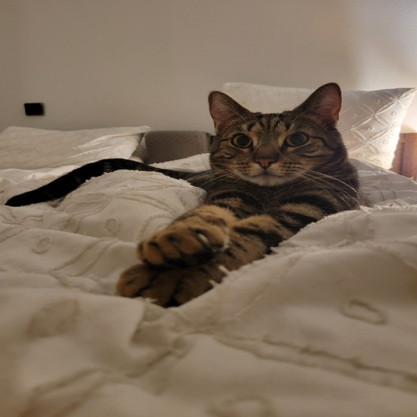 Willow