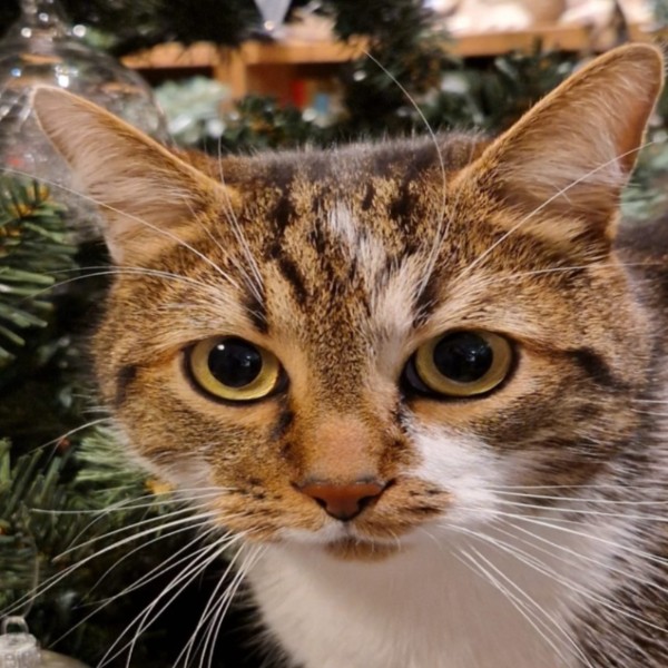 Photo de Oscar