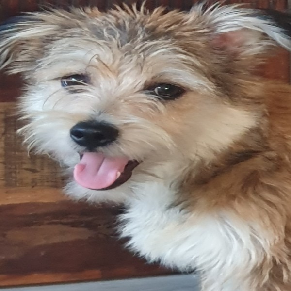 Photo de Malo
