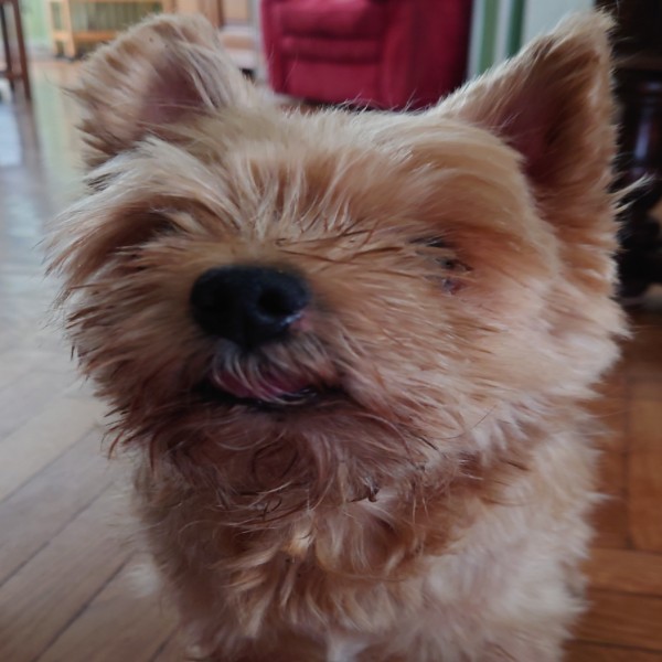 Photo de Chipie