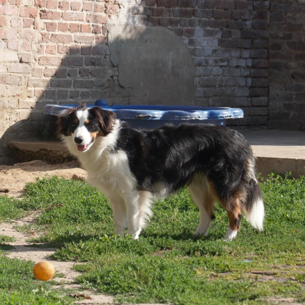 Vixie