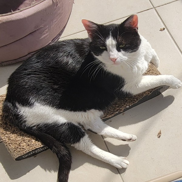 Photo de Cookie