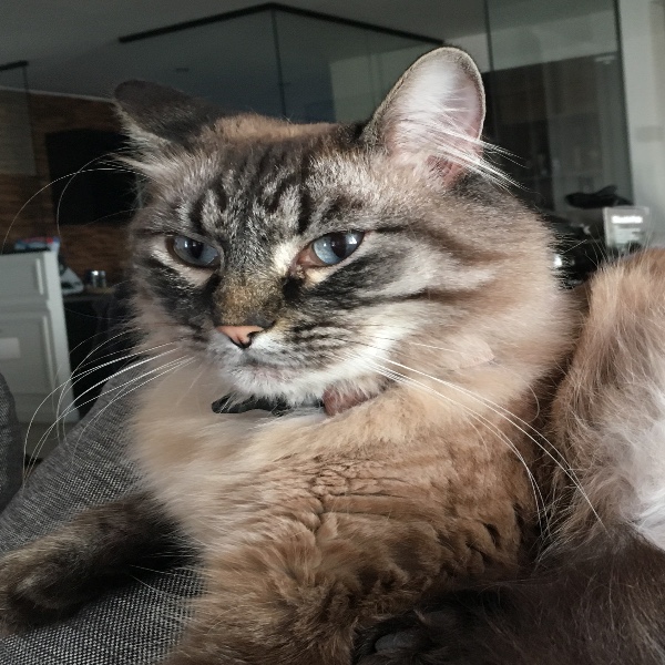 Photo de Scar