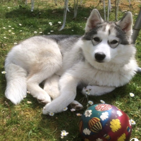 Photo de ORKA