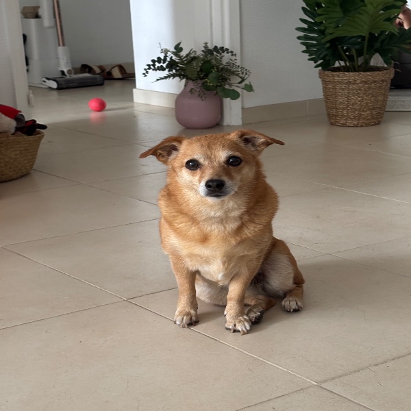 Photo de Woody