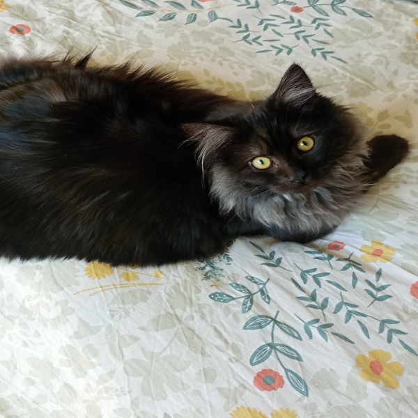 Socrate