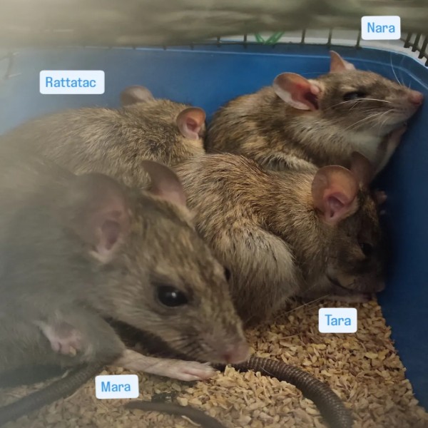 Les Rat's : Rattatac, Tara, Mara, Nara