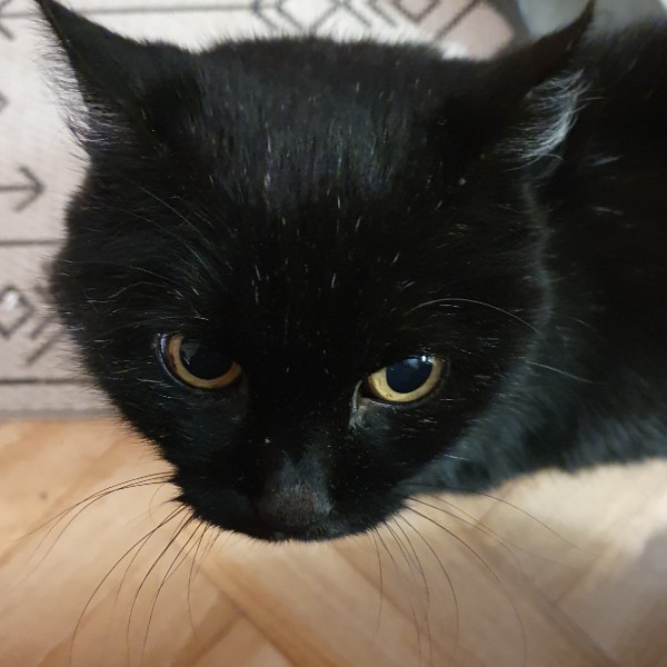 Photo de Luna