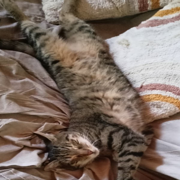 Mowgli